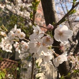 Linda
