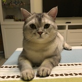 香子兰的天空