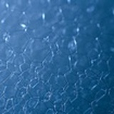 气泡鱼