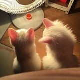 Cat。