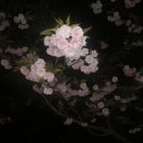 不龟手之药