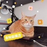 橙橙的小可爱