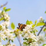 苹果一稀树