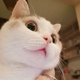 爱吃草莓