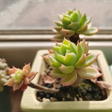 木易