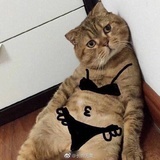 他他拉