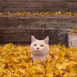 六六六