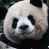 奥奤奤是只大熊