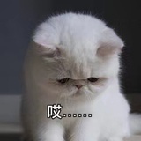 cc