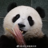 飞鱼