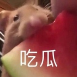 一个吃瓜群众🍉