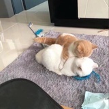 樂茶