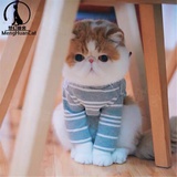 加肥猫