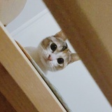 小叶懒人