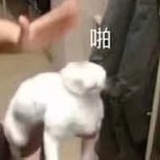迷雾宋