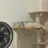 软胖鱼