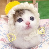 小宠小记