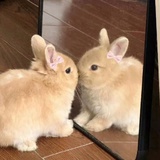守护驴孩