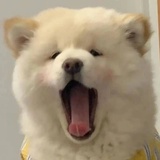 代代代尔_
