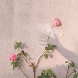 茶苏苏