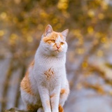 猫儿的baba