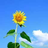 脚本JMJ