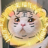 哈尼猫猫头