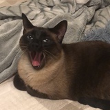 SiyingZ