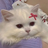 跷跷板呀