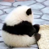 掉进金鱼缸
