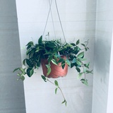 无花果