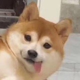 呱呱