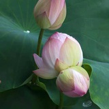 张子枫