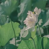 陵上柏