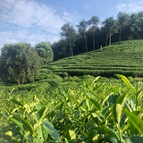 Pangpangcat
