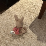 粥粥