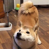 鹅蛋脸皮皮拉