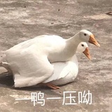 一鸭一鸭哟