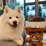 嘤嘤怪他爹