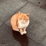 爱次圆子