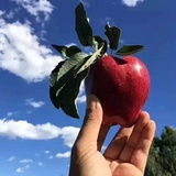 min果果