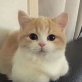 相思戒