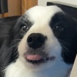 歪瑞古德。