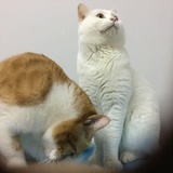 当流浪者遇到猫