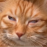 猫今天上腿了吗