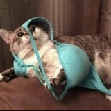 猫毛拌饭