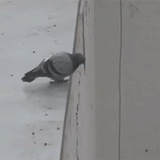 咕咕咕