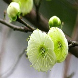 孙卉
