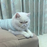 Roro Cattery &