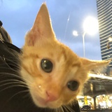 流浪猫猫头
